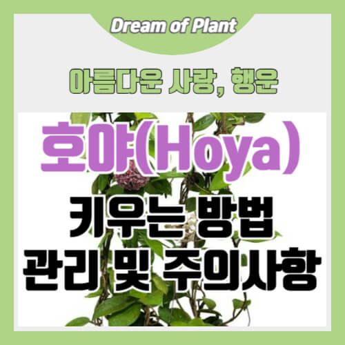 호야 키우는 방법 썸네일 이미지
