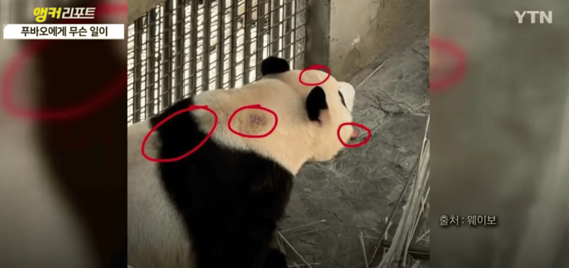 푸바오 열악한 환경 최근 근황