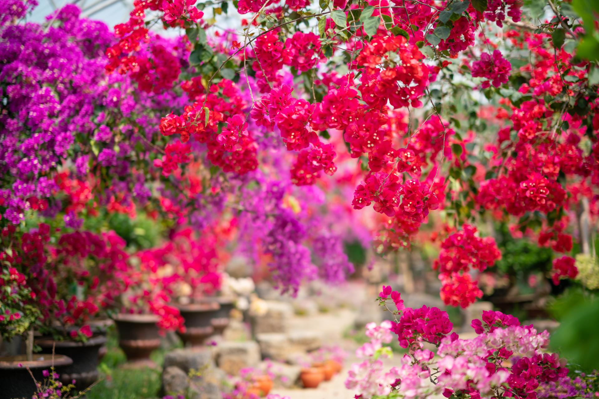 한림공원 부겐빌레아 축제