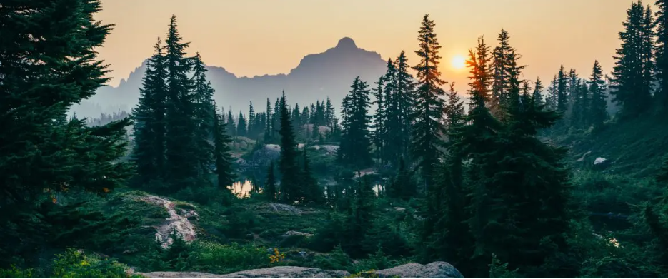 멋진 나무와 산