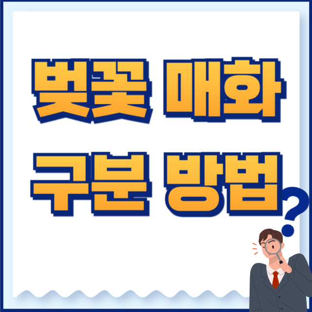 벚꽃 매화 구분 방법
