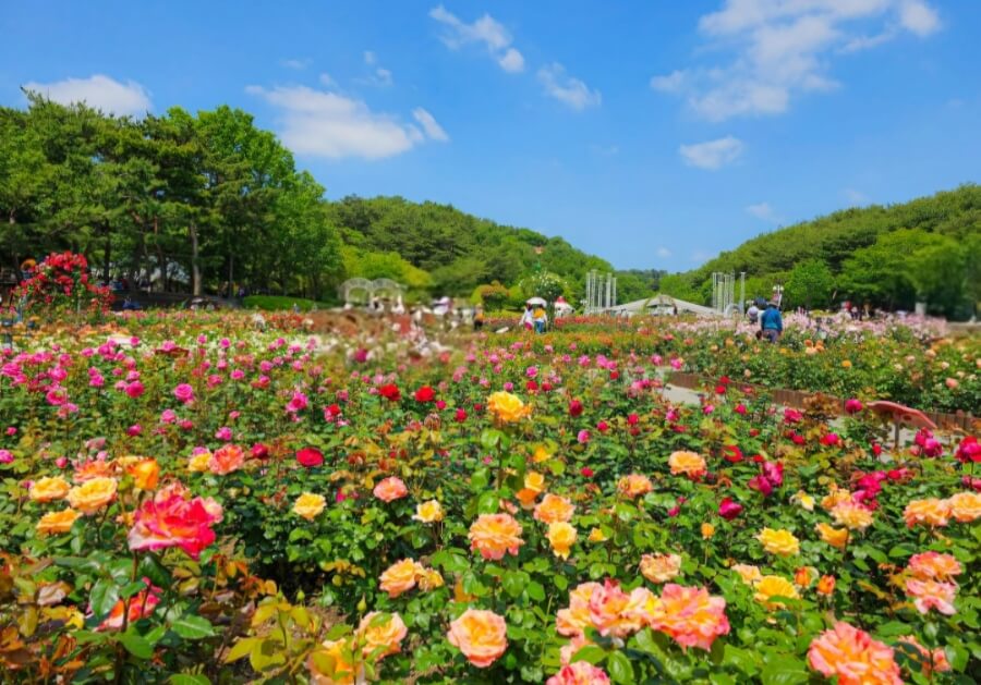 2025년 울산대공원 장미축제: 300만 송이의 장미 향연