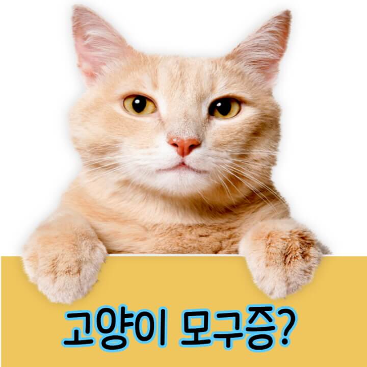 모구증이란