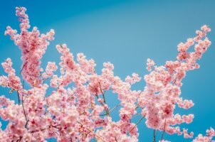 2023년 벚꽃 개화시기