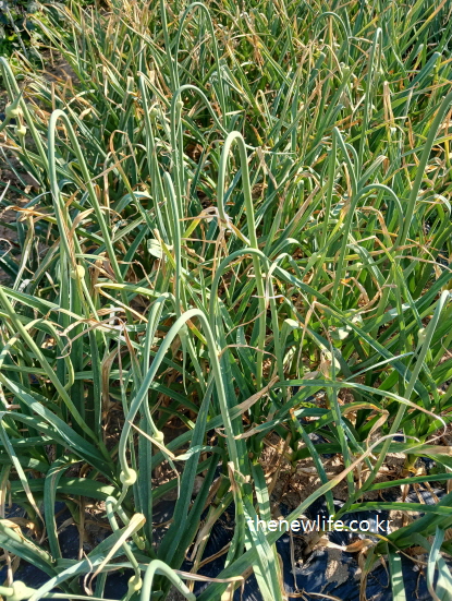 한국 생마늘밭의 실제 모습 – 생마늘의 기원과 제철, 재배 지역을 보여주는 현장 사진