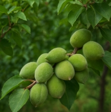 개복숭아효소 효능