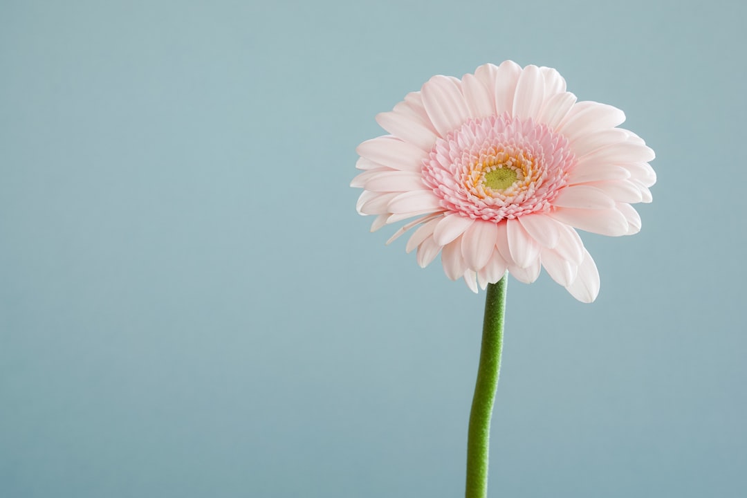 Flower Expo