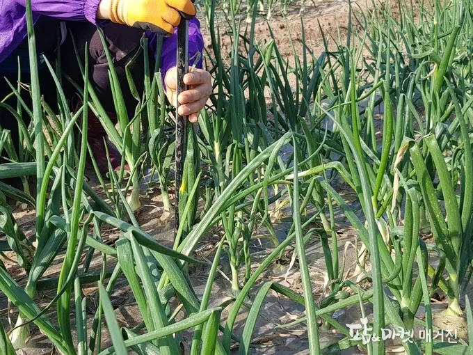 샬롯 재배 모종 씨쪽 나누기 건조 저장 병해 예방_2