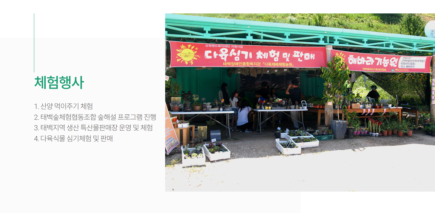 태백 해바라기축제
