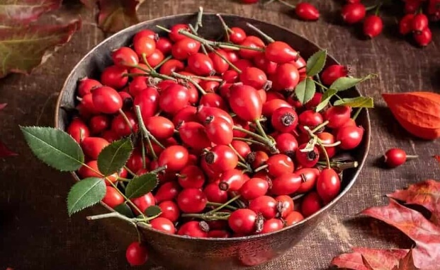 로즈힙퓨레 먹는 법과 효능