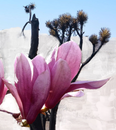 바이레도향수-모하비고스트