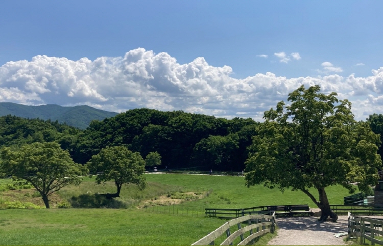 대관령 양떼목장