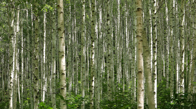 인제 자작나무숲