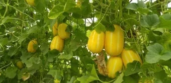 참외 재배 꽃 솎기 차광막 설치 당도 관리_3