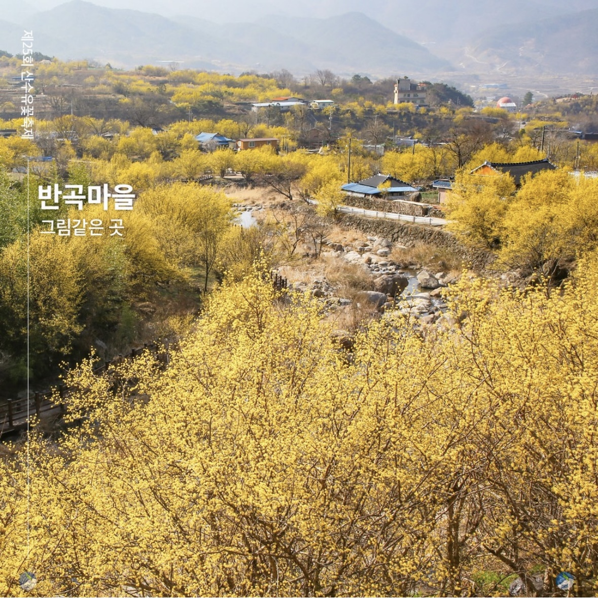 구례 산수유축제