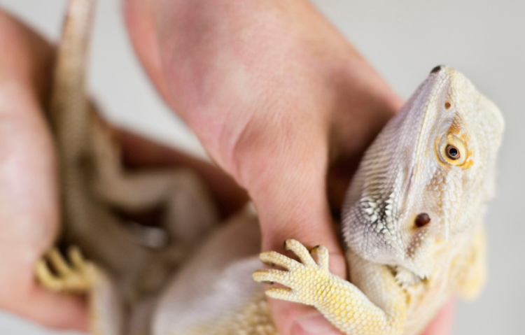 아침고요 동물원