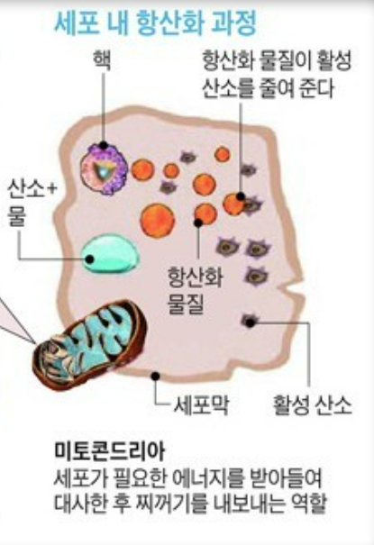 글루타치온 효능