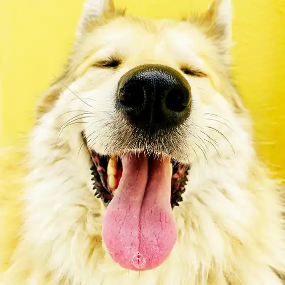 반려견 동물등록