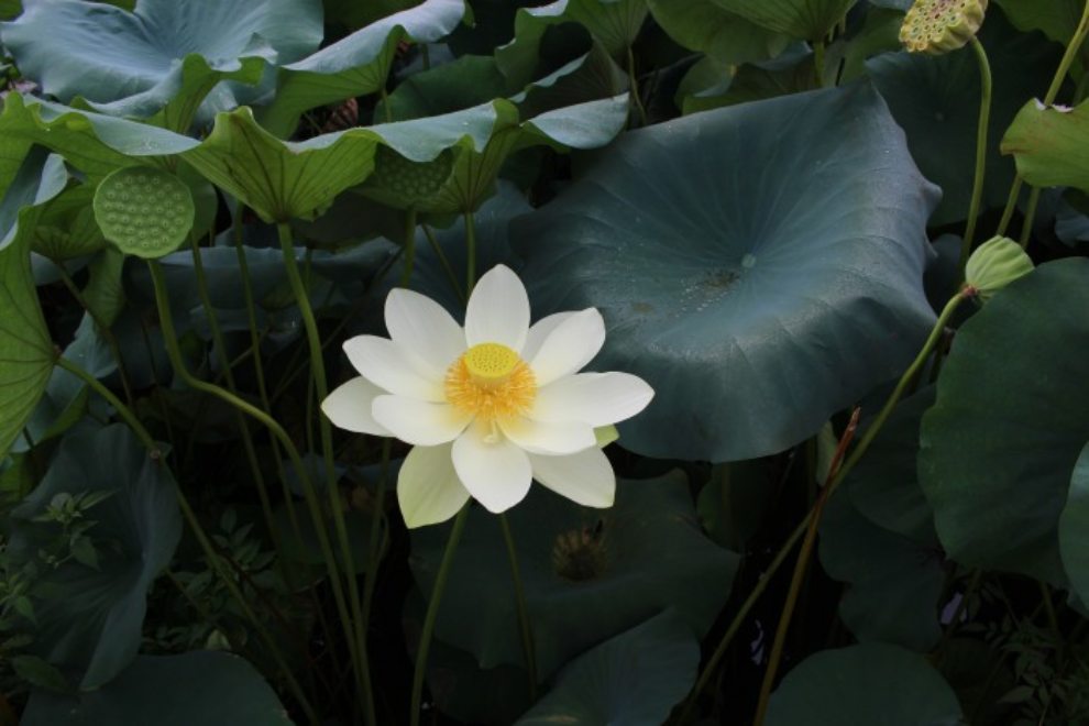 세미원 연꽃문화제