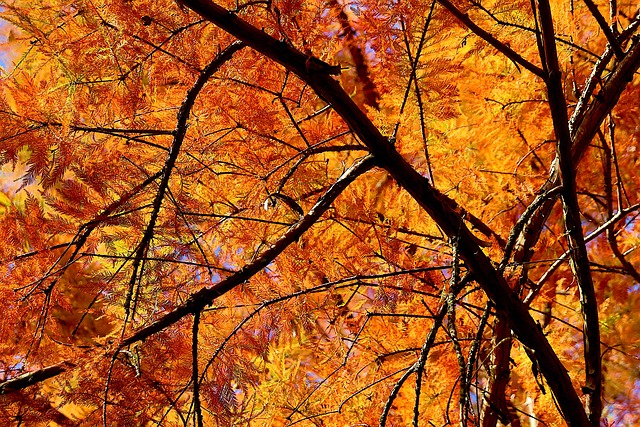 🍂🍁 2025년 10월 최신 평창 백일홍축제 일정과 1000만 송이 꽃밭&amp;#44; 전통문화 체험&middot;라이브 공연&middot;에코라이트쇼 야간빛 축제부터 오대산 월정사 전나무숲길&middot;대관령 양떼목장&middot;진부령 단풍 명소&amp;#44; 가족&middot;연인&middot;친구&middot;아이 맞춤 가을 산책 코스와 축제장 무료 셔틀버스&middot;주차&middot;맛집 꿀팁까지 한눈에 보는 평창 가을 여행 필수 정보 총정리 🍂🍁