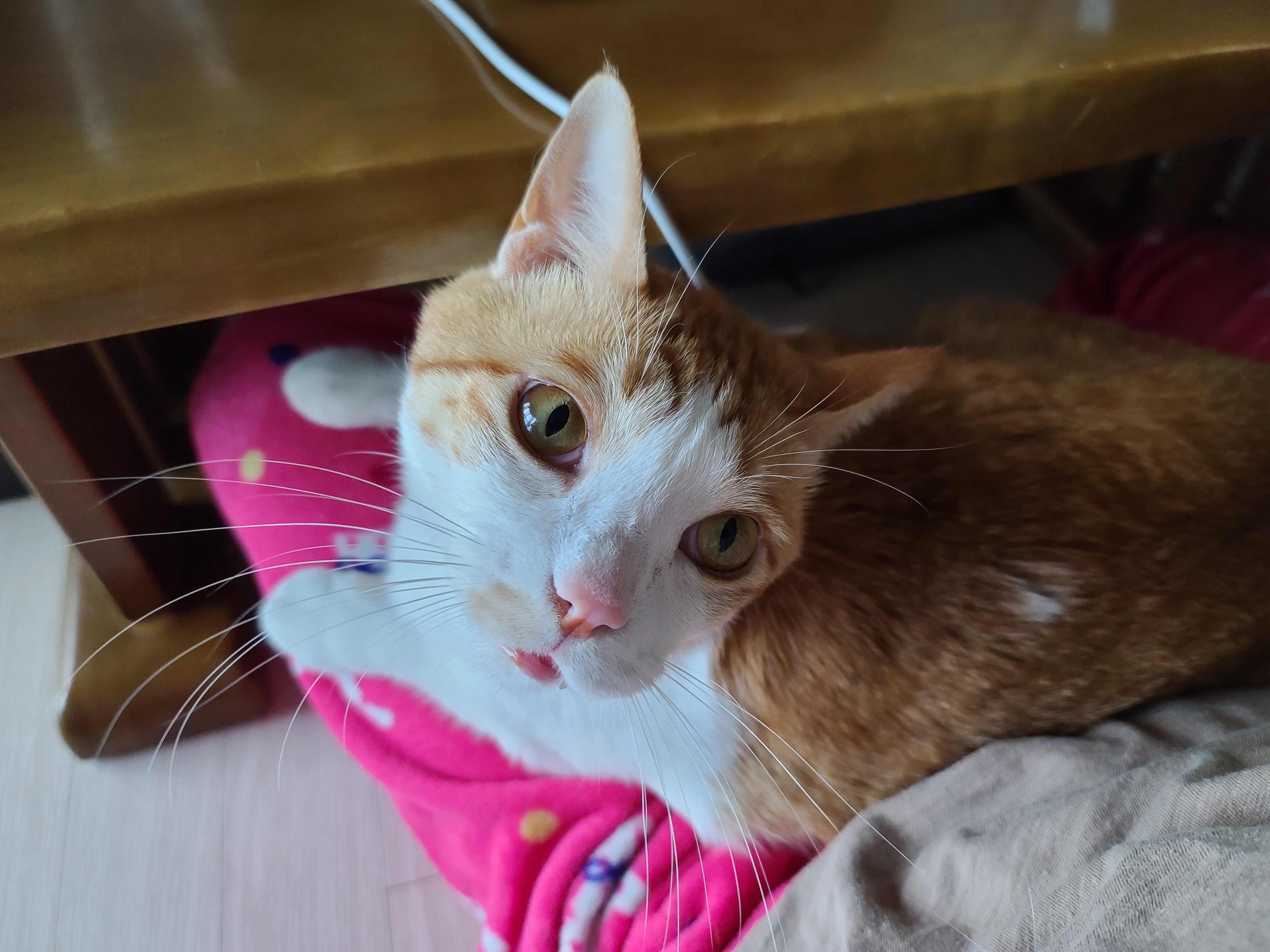 엄마 집사 무릎위 치즈냥이들 (feat. 무릎냥이들)