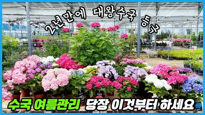 수국 키우는 법 씨앗 파종 시기 화분_7