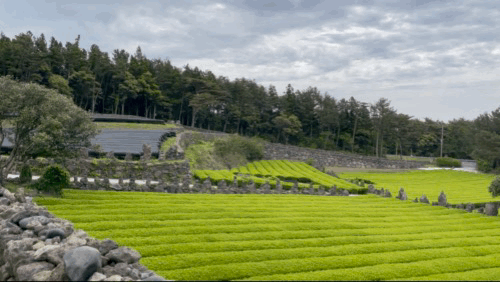 제주-서귀다원에서-내려다본-녹차밭-풍경-영상