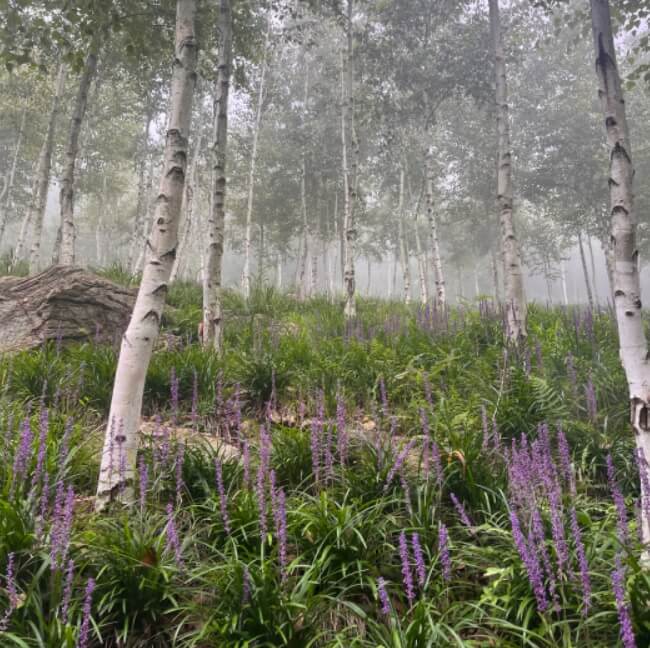 경기도-화담숲-전경-이미지