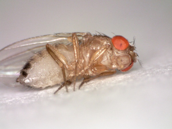 초파리 없애는 방법