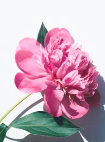 화양연화 뜻 한자 뜻