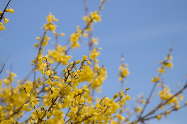 🌼 2026년 최신 원주 개나리 현황 🌼 원주 개나리 실시간 개화시기 및 만개 현황! 원주 개나리 및 원주 개나리 숨은 명소와 축제 모음 총정리 🌼실시간 정보 업데이트