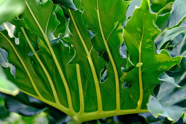 필로덴드론 물주기 지지대세우기 분갈이 비료관리 튼튼하게 키우기_8