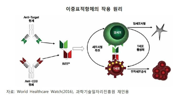 이중항체 작용 원리