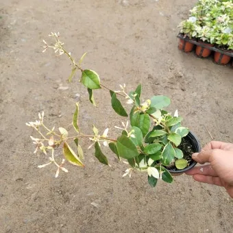 백화등 키우기 삽목방법 가지치기 꽃 노지월동까지_14