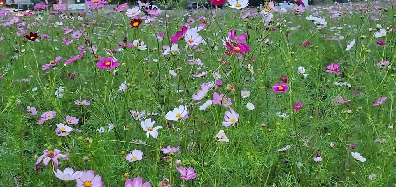하양경관농업단지