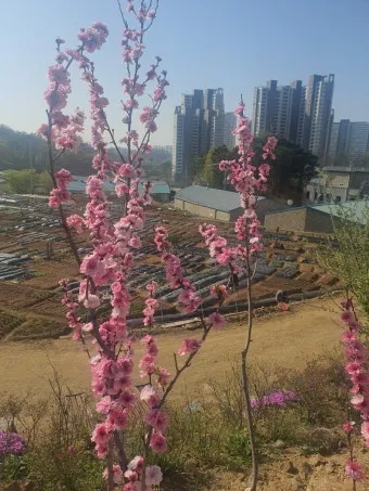 감자 싹나는 시기 파종 시기_4