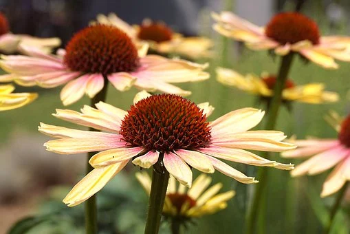 속씨식물의 대표, 현화식물