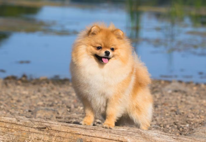 통통한 포메라니안들.