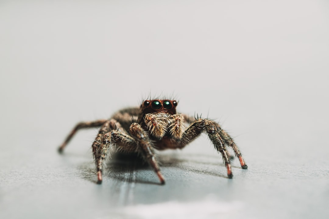 Spider