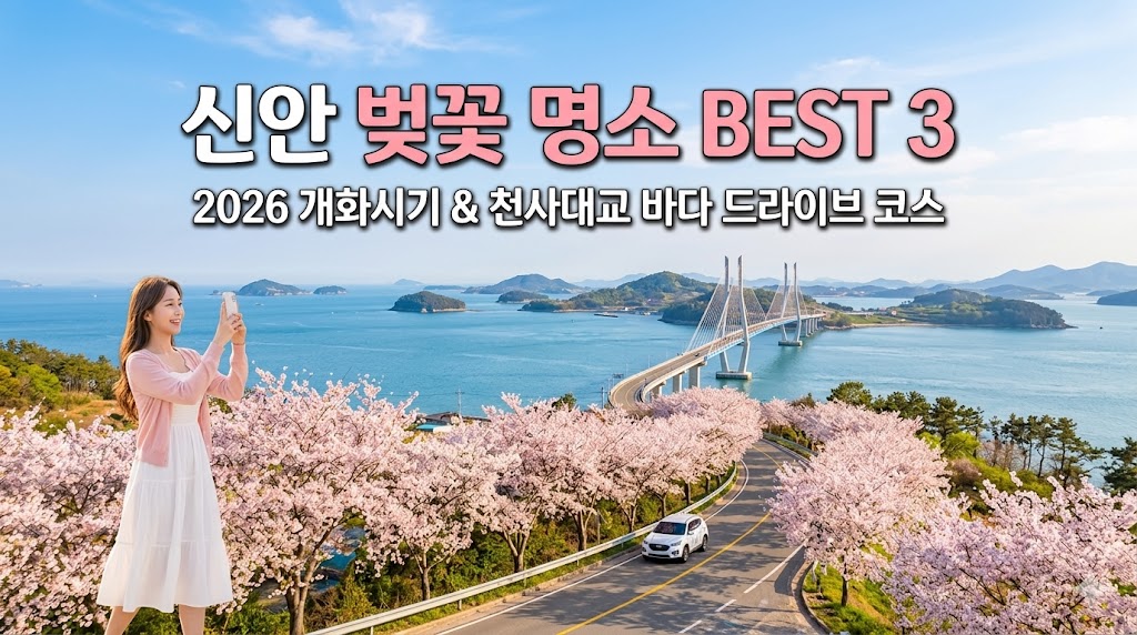 신안 벚꽃