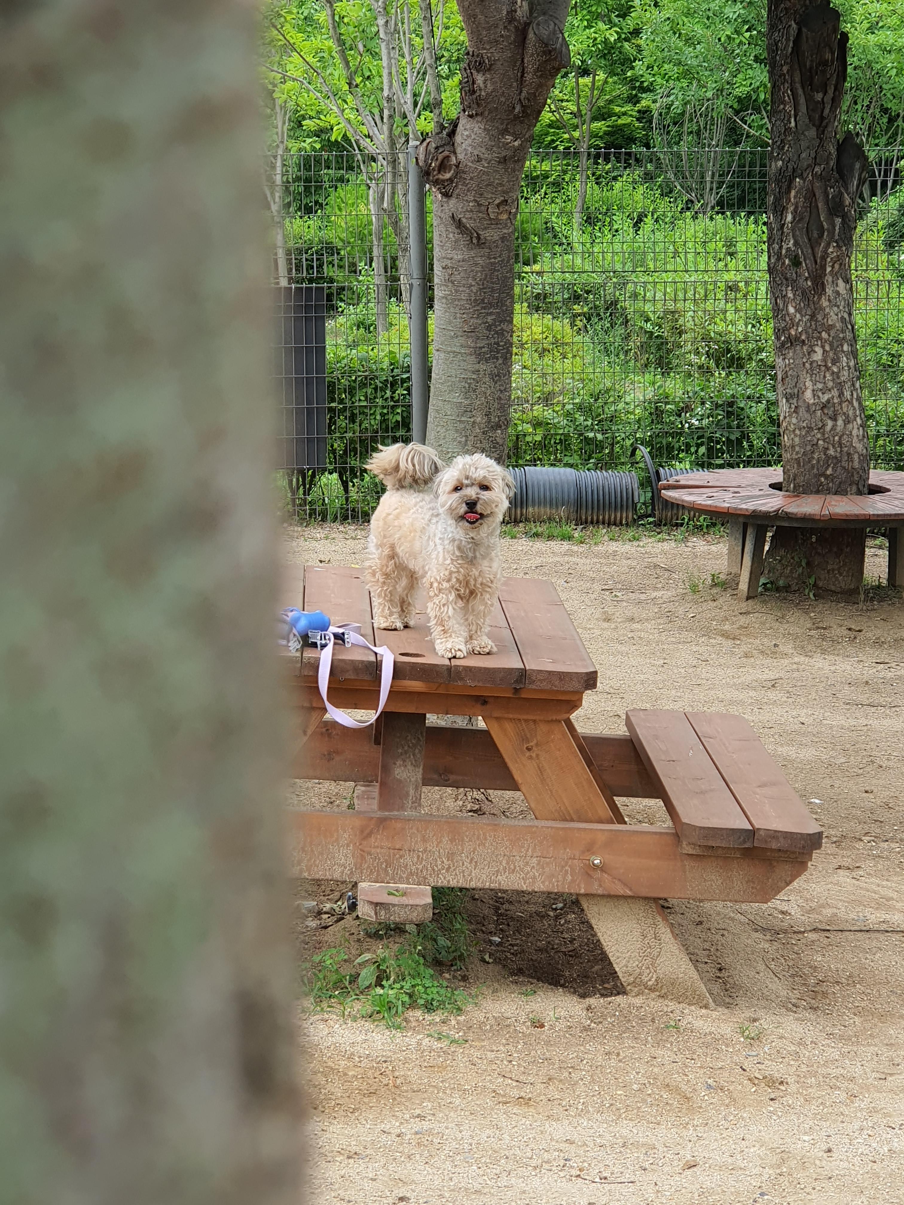 야외에서 웃고 있는 강아지