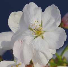 2024 벚꽃 개화시기