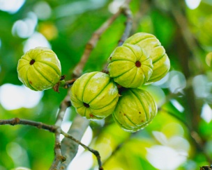 가르시니아 캄보지아 부작용