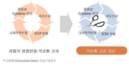코오롱티슈진 주가 전망 급등 최신&amp;#44; 미국 임상 3상 기대와 주가 상승