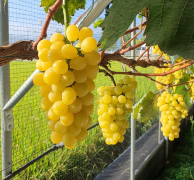 6시내고향 오만보기 상주 포도