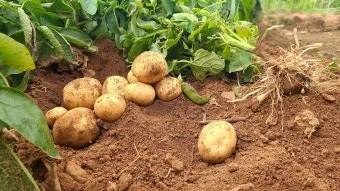 감자 수확시기 지역별 차이와 재배 팁_21
