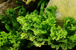 봄 캠핑 바비큐의 꽃: 알싸한 달래와 아삭한 대파의 만남, 실패 없는 무침 가이드