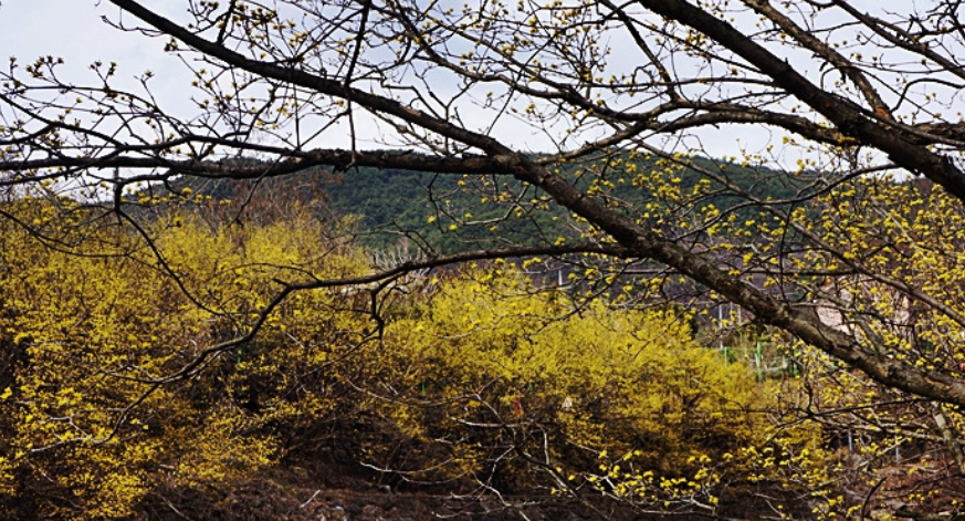 구례 산수유축제