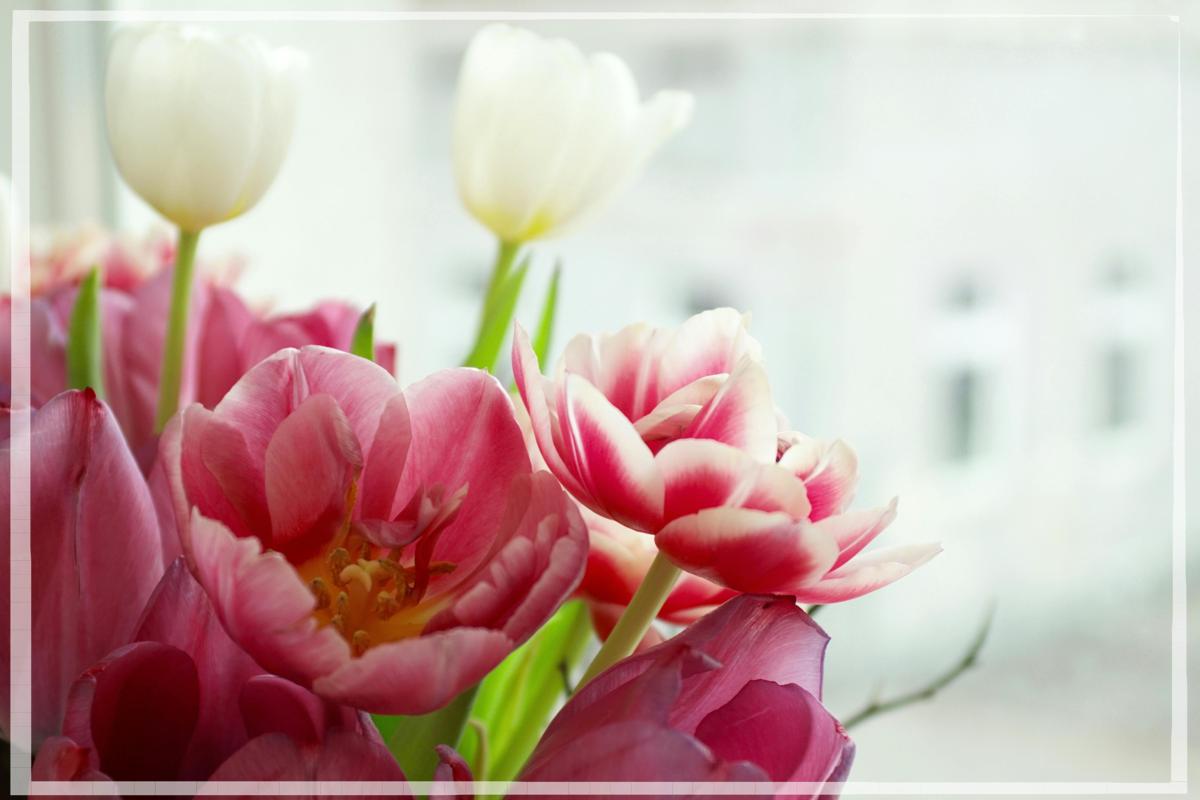 9월 11일 12띠 별자리 운세 완벽분석_3 원숭이띠&amp;#44;닭띠&amp;#44; 개띠&amp;#44; 돼지띠