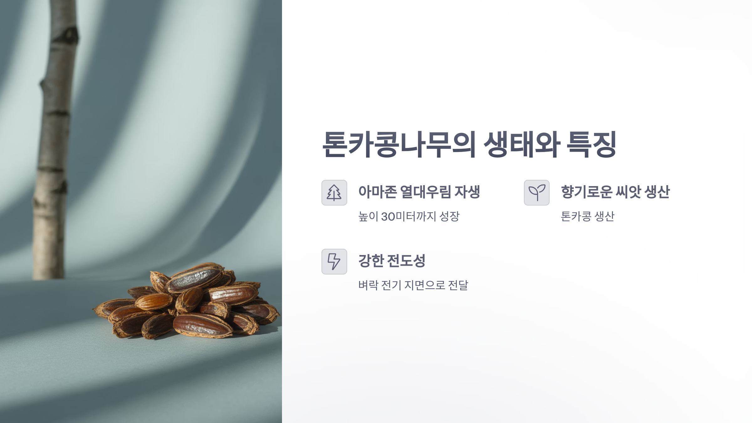 참조-아마존의-톤카콩나무-2